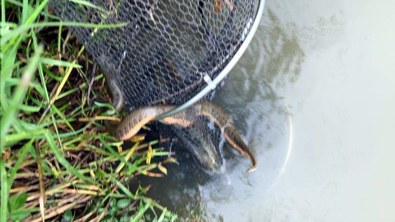 steam|男子钓鱼被水蛇偷吃，直接赖上不走了，网友：可以吹一辈子