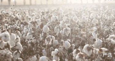 小米科技|中科院耗费5年时间,研发了超级疏水材料,却被小米做到129元