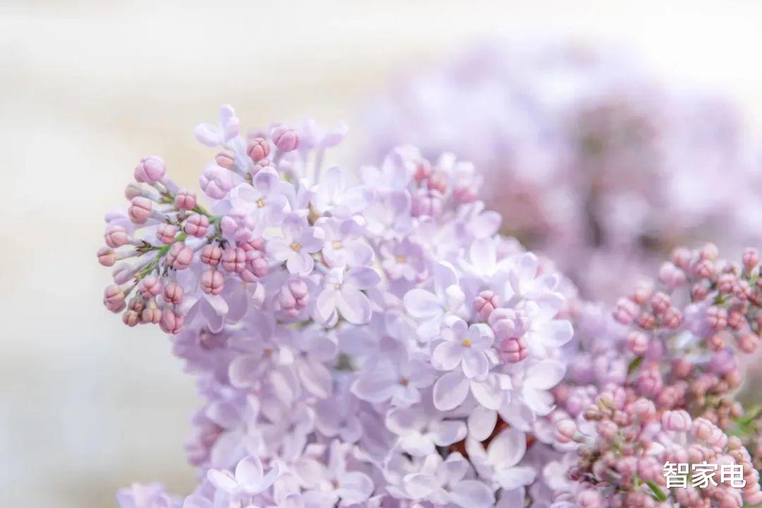 液晶面板|液晶面板價格連跌10個月, 產業鏈企業誰是大贏家?