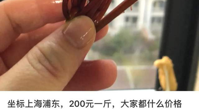 青团|这菜能卖200一斤，南方人满脸嫌弃，大厨却说不会做就是暴殄天物
