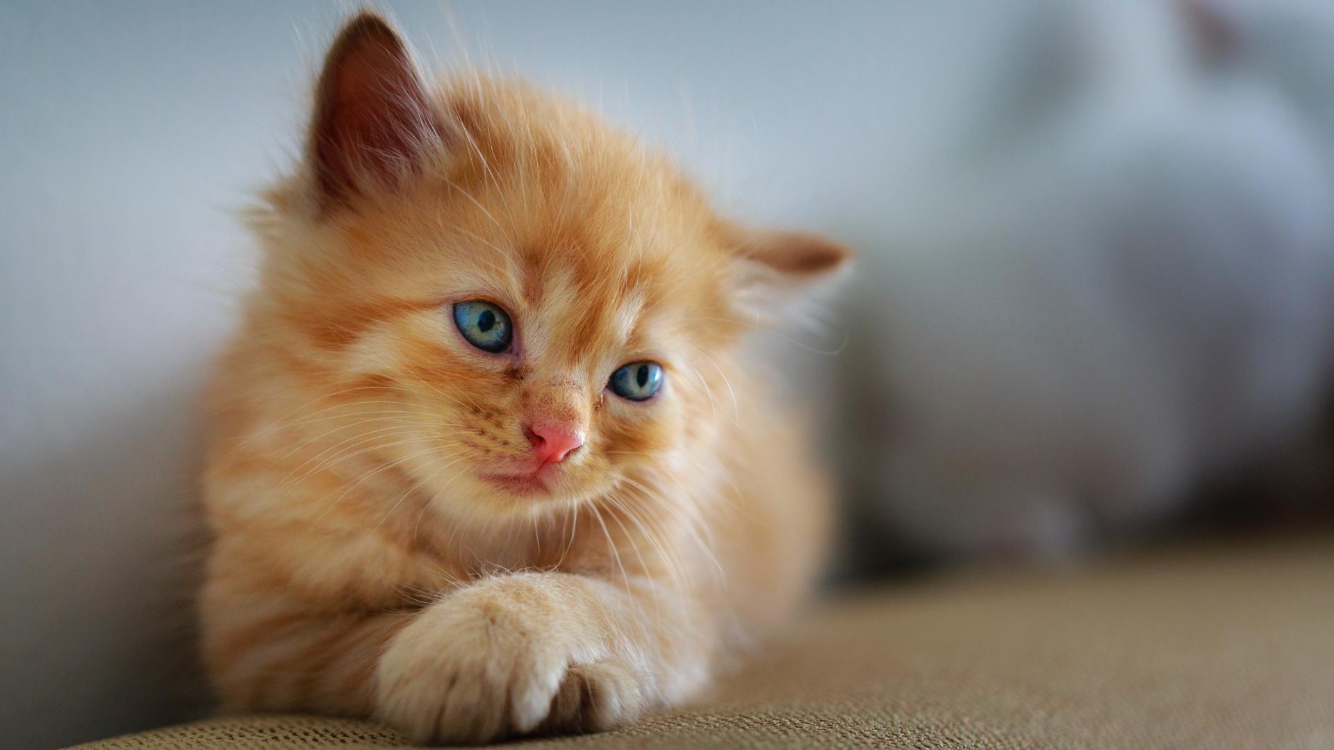 牛磺酸对于猫咪有多重要？