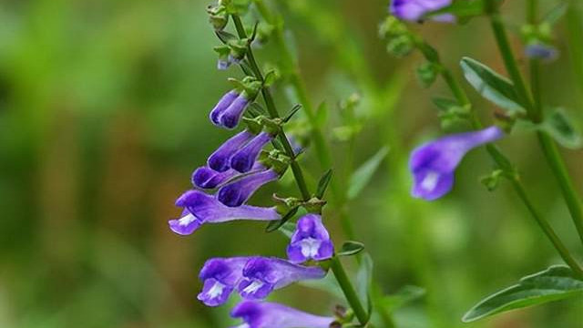 中成药|分享抗癌中药——半枝莲，清热解毒功效强，治疗多种肿瘤有疗效