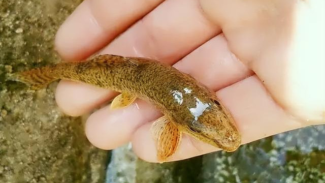 草鱼|让钓鱼人憎恶的“趴地虎”，为何卖到60多元一斤？它有什么价值？