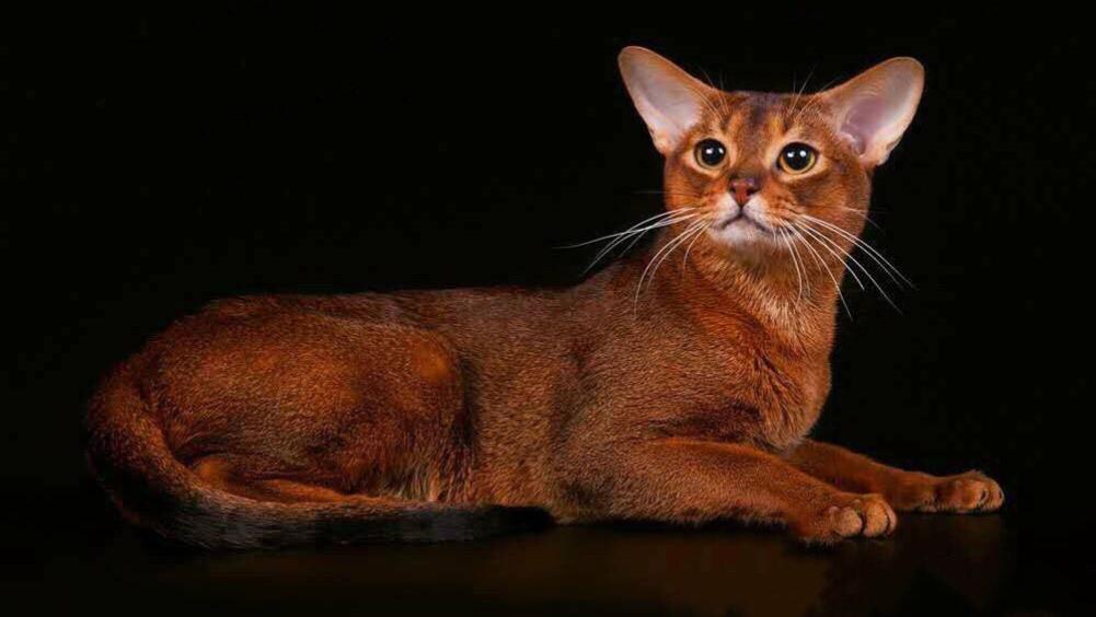 阿比西尼亚猫|阿比西尼亚猫