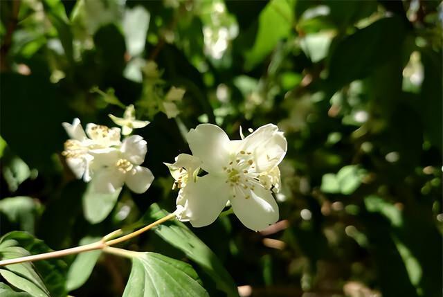 索尼Xperia|索尼Xperia1IV体验评测:85-125mm连续光学变焦