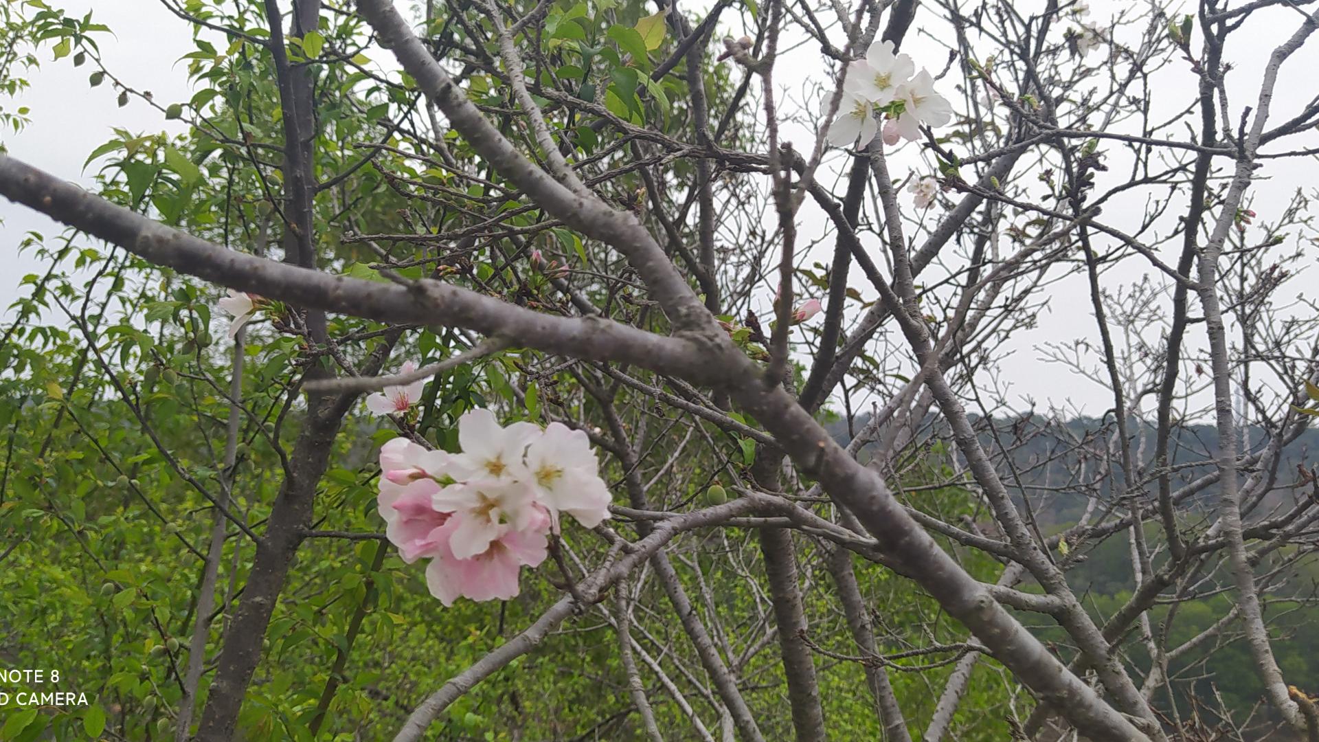 四川阆中：川北历史上的第一城，不见昔日繁华