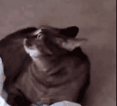 手机壳|别买这种手机壳，我已经中招了