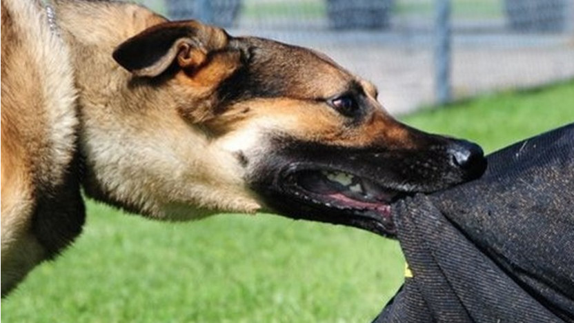 越南男子被狗咬后，把狗带回家煮吃，不料吃完人死了