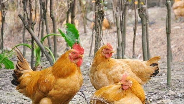 农村母鸡下蛋后为何会大声呼唤? 难道是提醒人们收蛋吗?