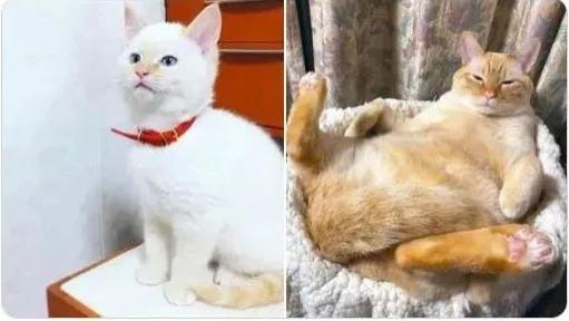 太神奇了，网友捡了只小白猫，养着养着竟变成胖橘：这是被骗了吗？