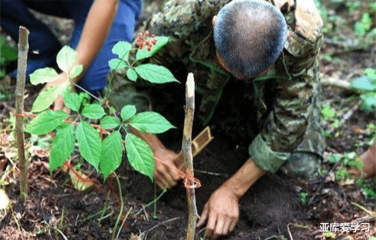 为什么说人参会逃跑, 到底是不是真的? 老参农一席话解开多年疑惑