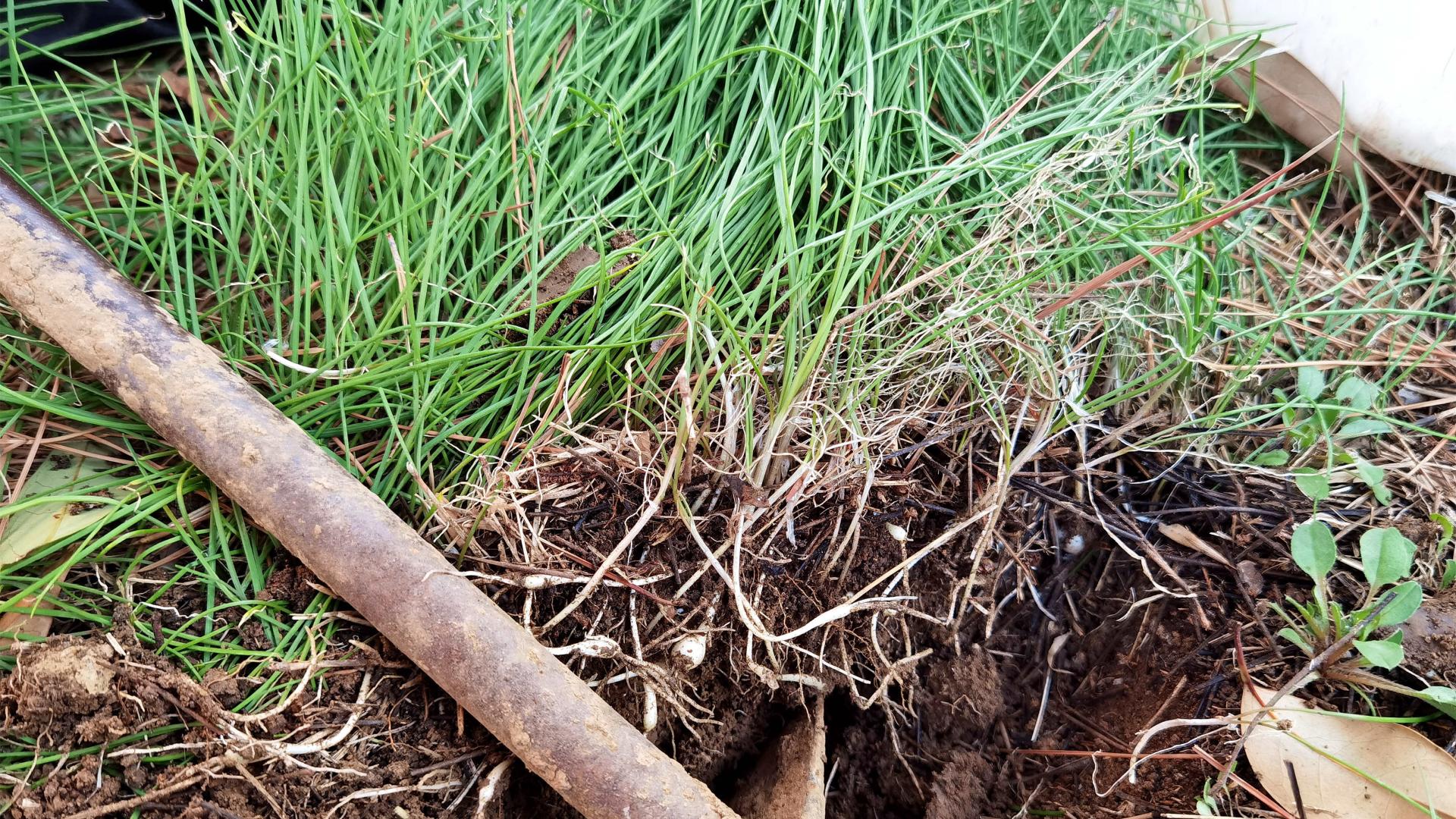 高跟|5月，遇到这菜我从不手软，鲜嫩美味，农村遍地是，烙馅饼吃真香