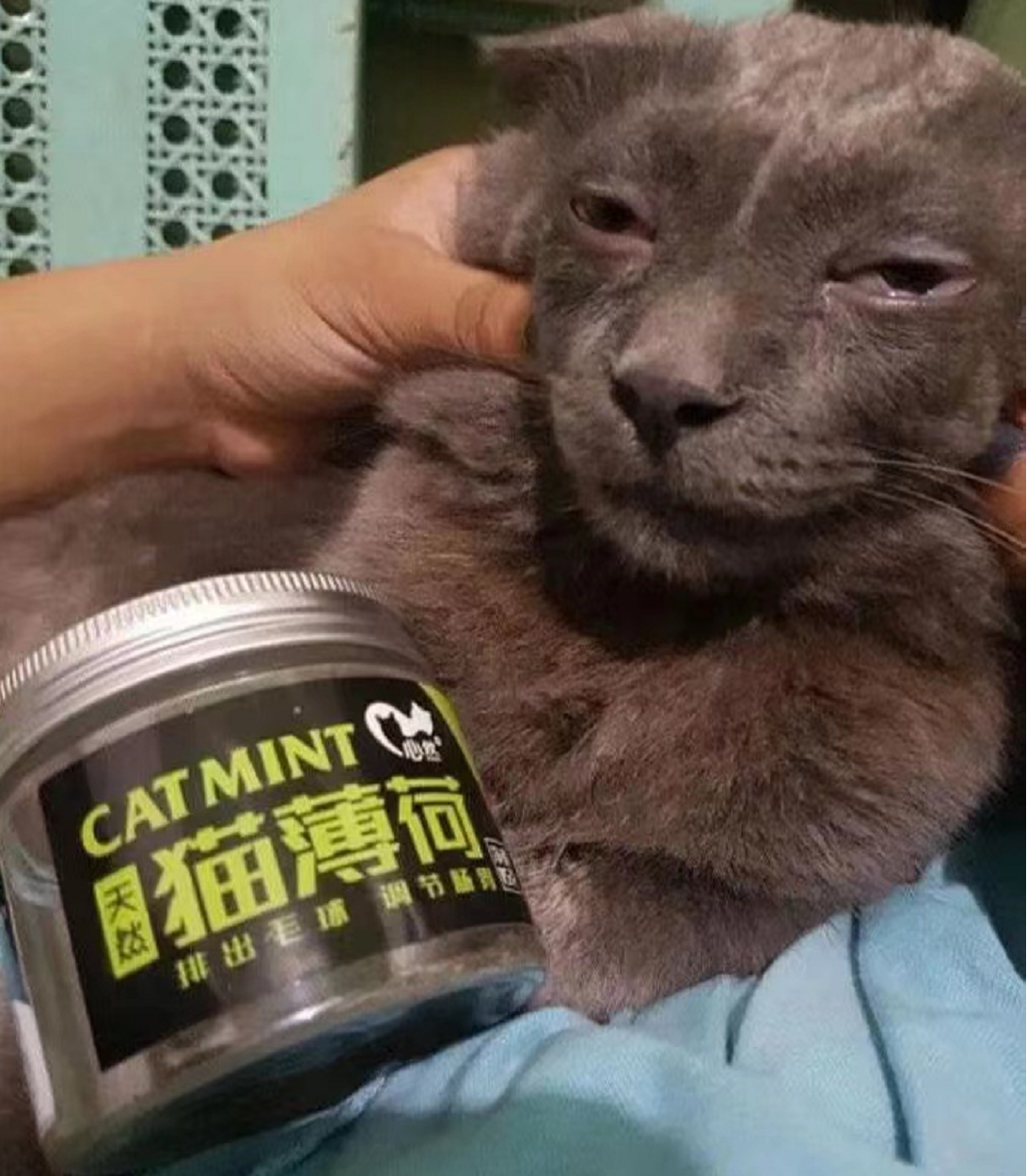 千万别喂猫咪吃猫薄荷


我想