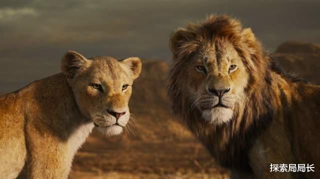 齐娜|狮王辛巴vs凯皇085，如果两者一对一正面硬肛，谁会笑到最后？