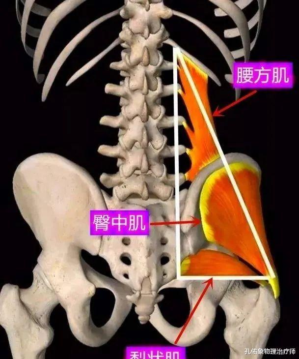 臀中肌与腰部的腰方肌和骨盆上的梨状肌借助肌筋膜连接成一个力线上的三角形结构