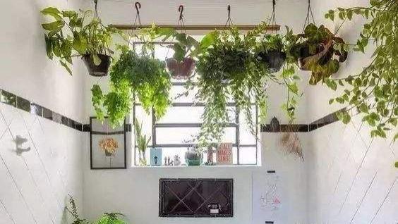 你和清新的卫生间，只差1盆“除味花”，再小的卫生间也要有