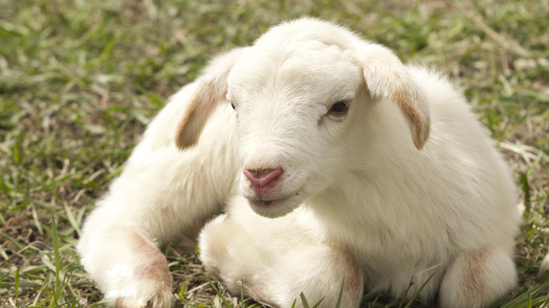 吉星|生肖羊出生在哪季节，贵人多，福气旺，2022年扶摇直上，前程似锦