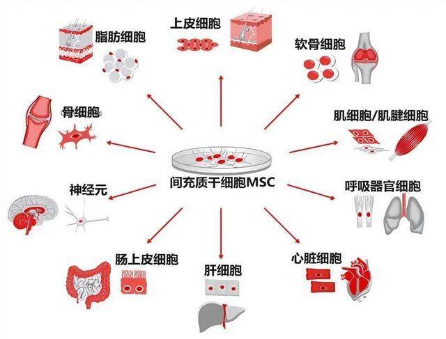 中科西部干细胞研究院干细胞疗法对帕金森病的临床研究进展