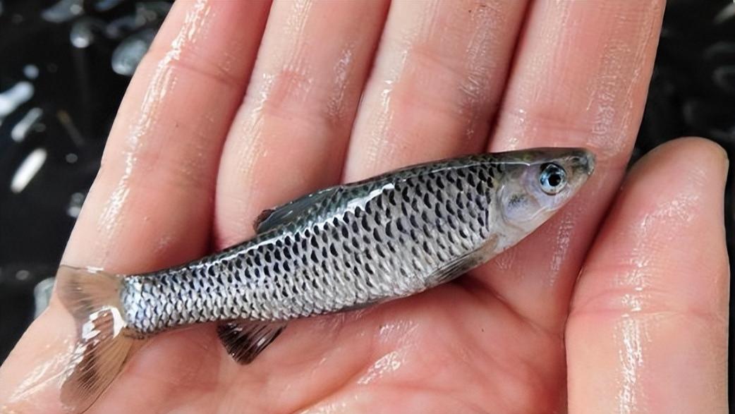 |小杂鱼闹窝不胜其烦，矫枉过正得不偿失，教你一个正确的应对方法