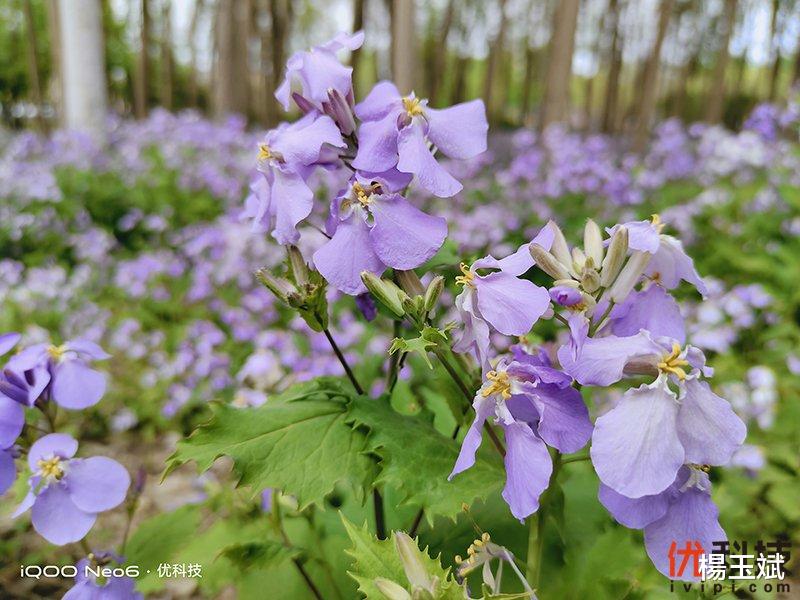 iqoo neo|同价位段中的最优选择 iQOO Neo6优科技全面评测