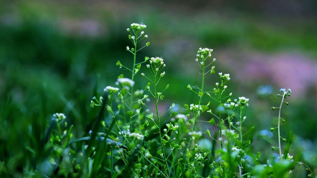 包子|三月荠菜，桌上美味