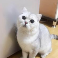 大风车吹文