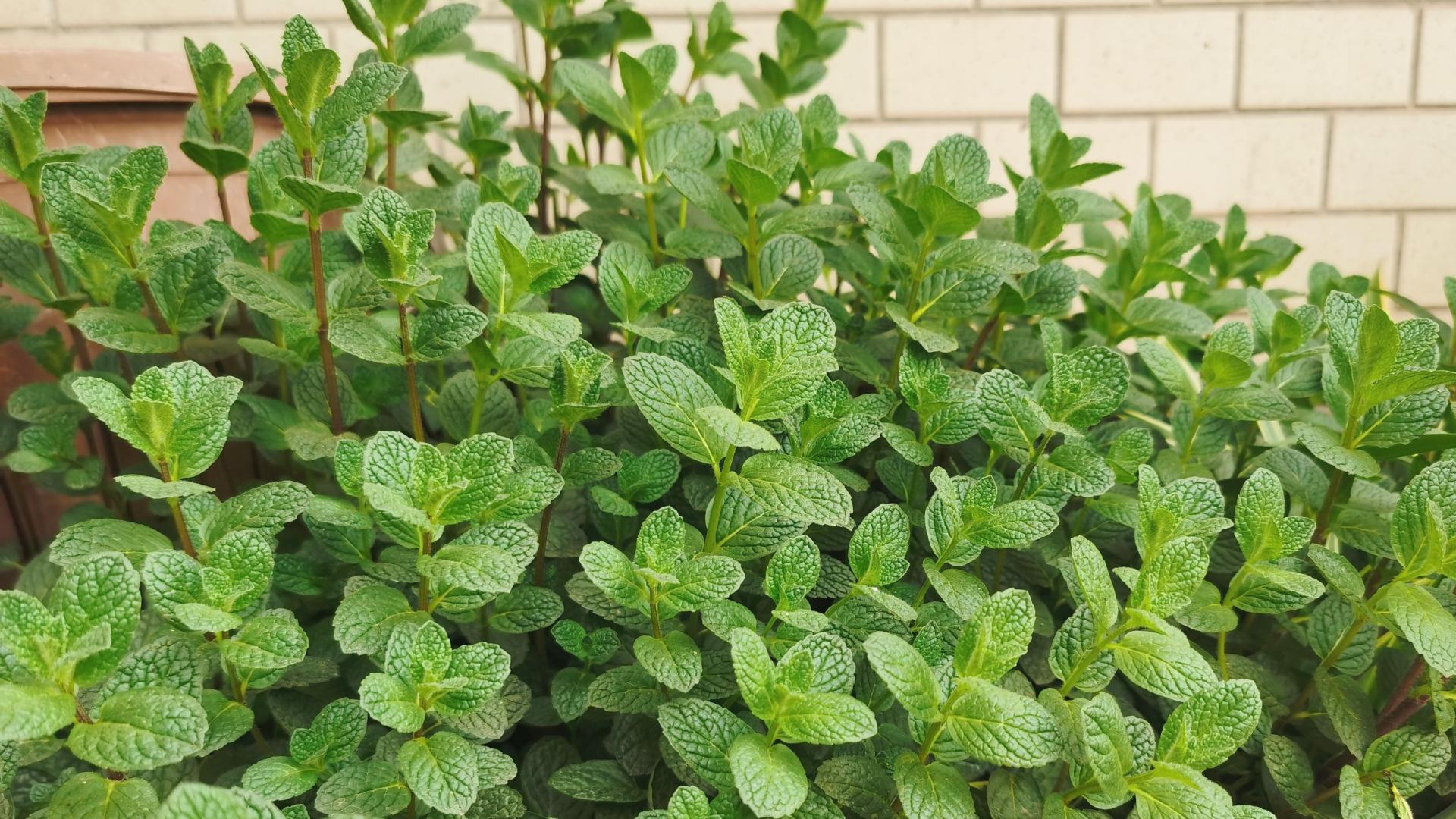 香菜|清爽美味的石香菜，你吃了吗？