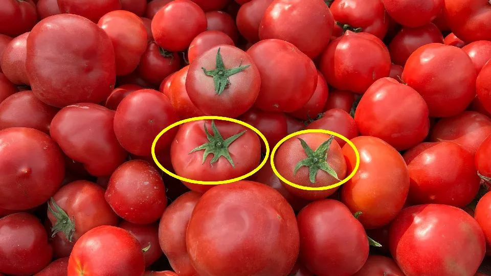 番茄|买番茄时，挑5片叶还是6片叶？菜贩子说：挑错了难吃还浪费钱