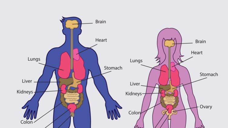 疾病|人体有5大“无用器官”，就算拿掉也不会死？其实身体会有变化