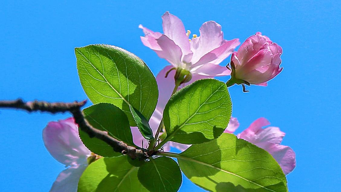 用摄影的方式，记录姹紫嫣红的春天，你喜欢这些照片吗？