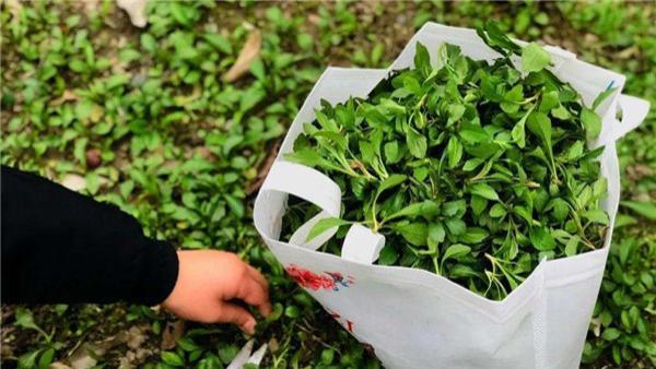 野菜|中国吃货公认最好吃的6种野菜，再贵也要买，错过还要等一年