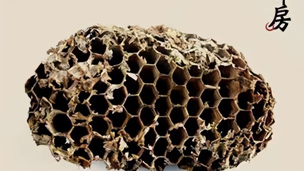 温阳|常见的抗癌良药——露蜂房，攻毒散结、祛风止痛、益肾温阳功效佳