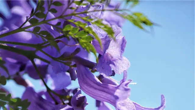 昆明|[紫色花海]你住的城市有蓝花楹吗