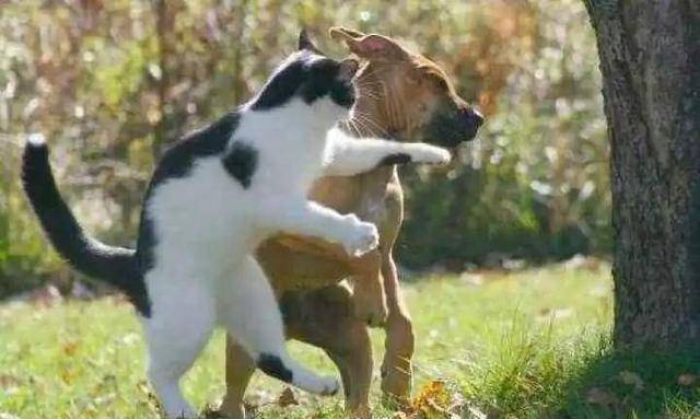 狗的冤案被揭穿: 狗真的讨厌猫吗?