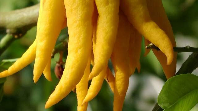 陈皮|分享一味抗癌良药——佛手，香气浓郁，可减轻发化疗消化道反应