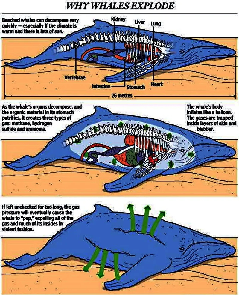 鲸爆正在倒计时！宁波海现滩搁浅抹香鲸尸体，鲸爆该如何阻止？插图7
