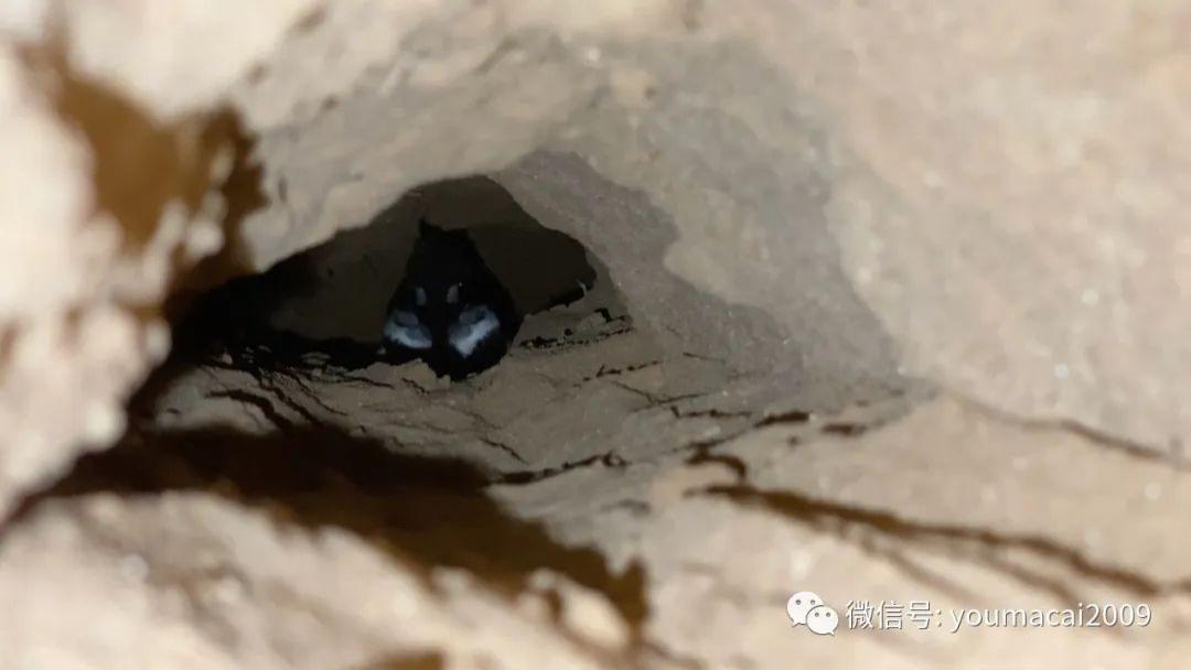 香菇|油麻菜：检讨书