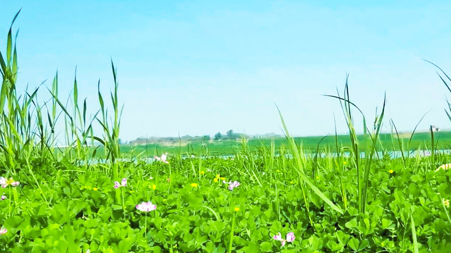 露营|春游武汉远城区一座生态公园，绵延河堤像草原，青山绿水好风景