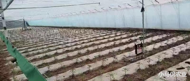 荣耀|国产智能大棚总成本比国外低80%，一部手机无人管理，效益提升8倍