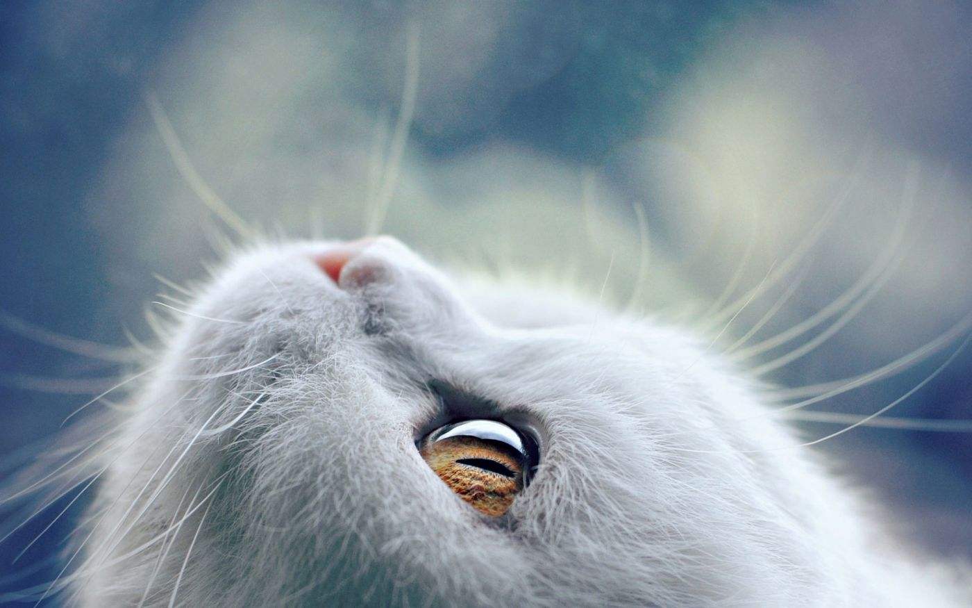 梦回白猫，探寻梦境中的纯净与神秘