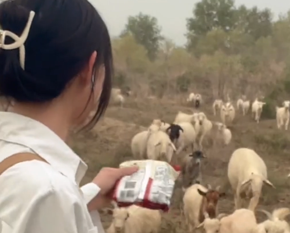 阿力木|灰太狼的羊:8分钟噶一只羊,清纯长相粗暴宰羊,被称荒漠屠夫!