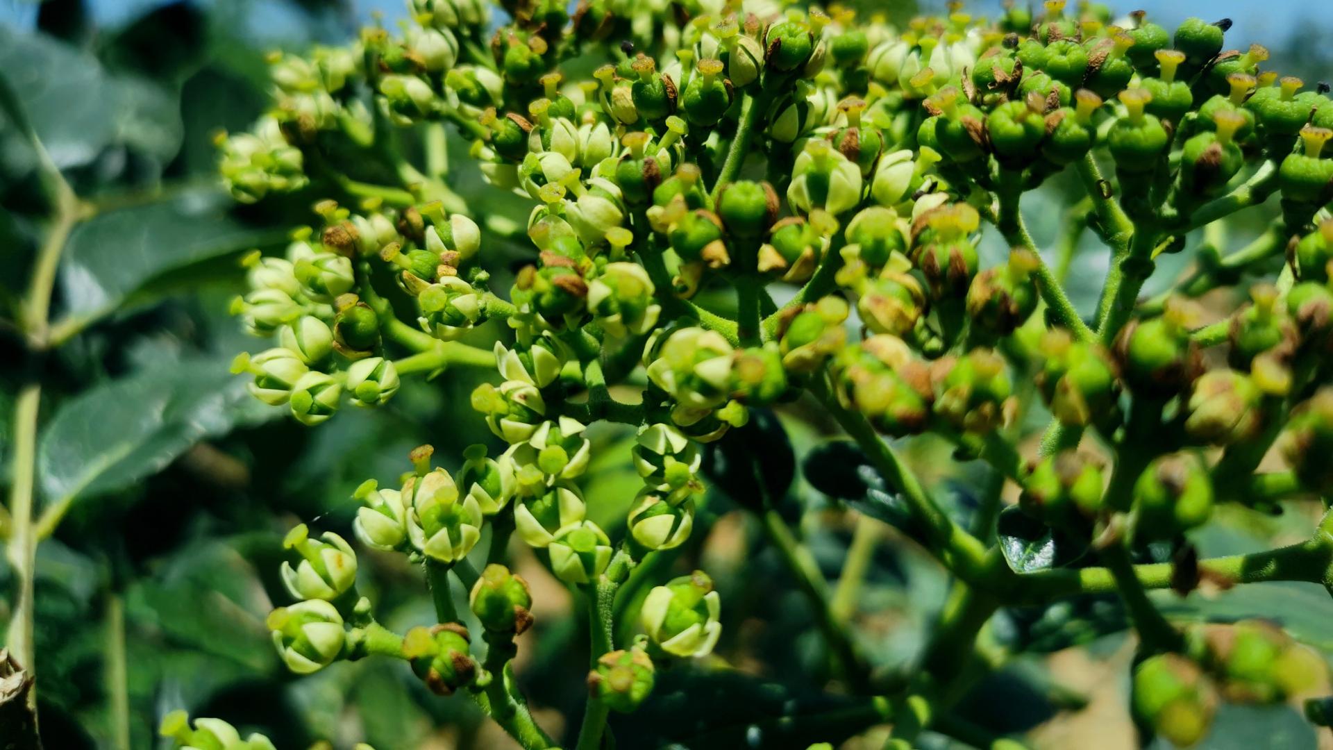 本草集——吴茱萸