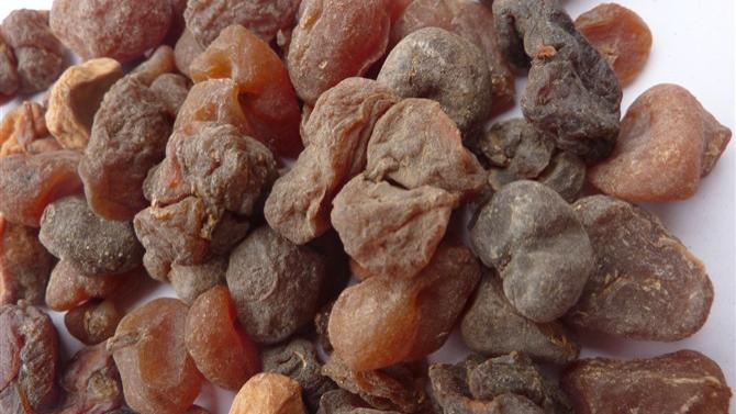 甲状腺癌|分享抗癌良药——土贝母，清热解毒、消肿散结，组方配伍疗效广