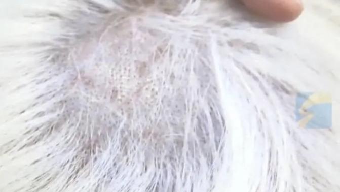 染发 女生花两千九百多元染发却成了秃顶，看了之后你还敢染发吗？