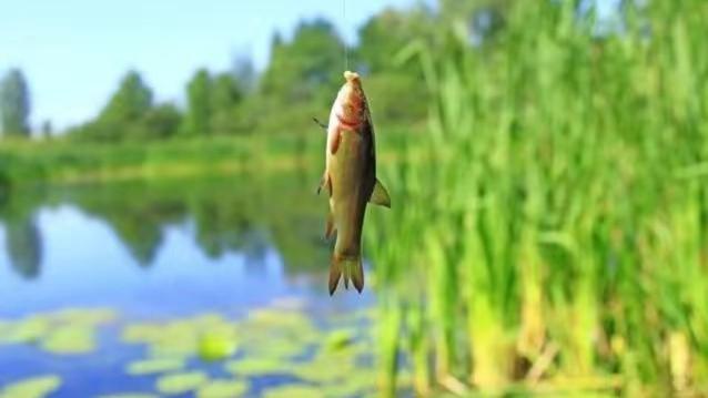 |为何现在很多人都不玩黑坑了，钓友表示“水太深”，你们怎么看？