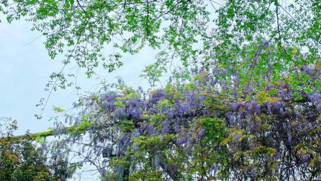 武当山|长沙梅溪湖再添一个“网红”打卡点，正值紫藤花盛开，香气扑鼻