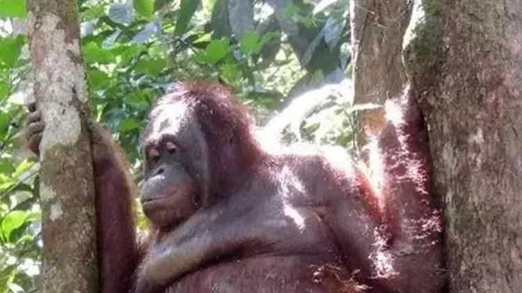 2003年，印尼一红毛猩猩遭囚禁，被迫化妆接客六年，只需要两英镑