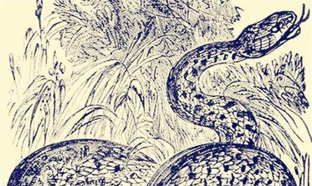 粪坑之谜,大蛇与小蛇的梦境寓言 粪坑之谜,大蛇与小蛇的梦境寓言