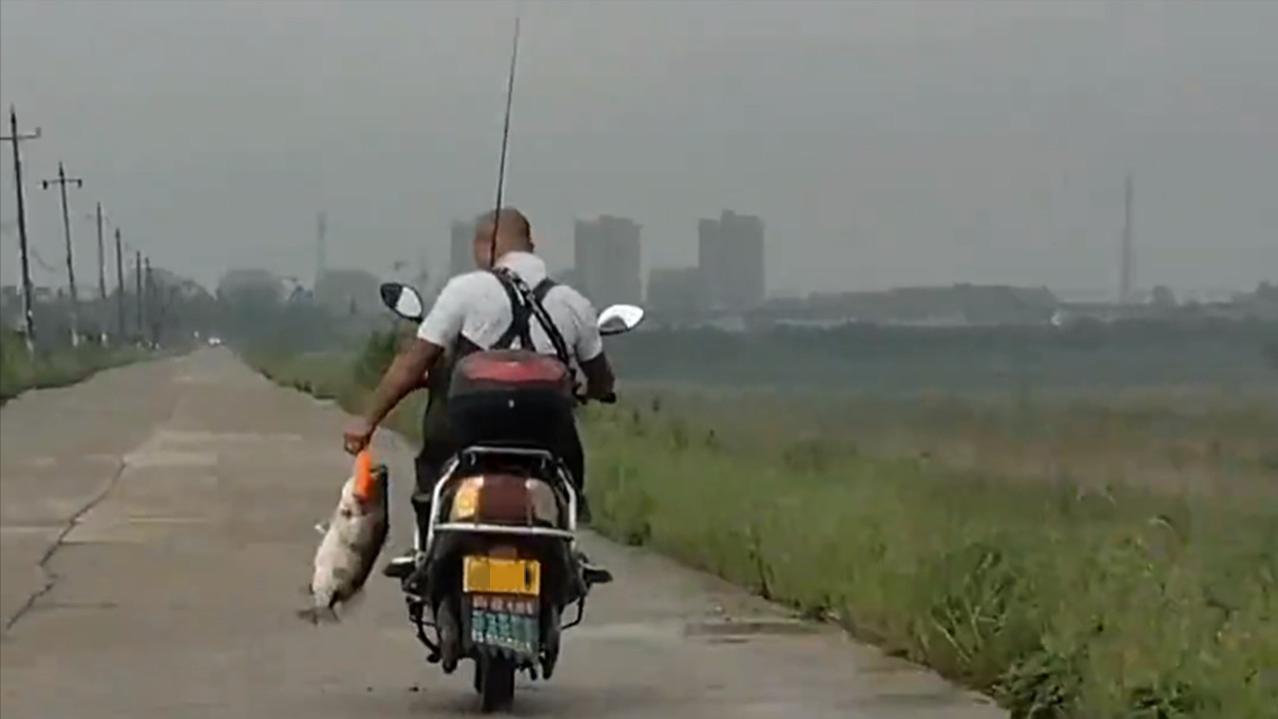 湖南|湖南一男子火了，野钓收获大鳜鱼如此回家，网友：比美女还吸引人