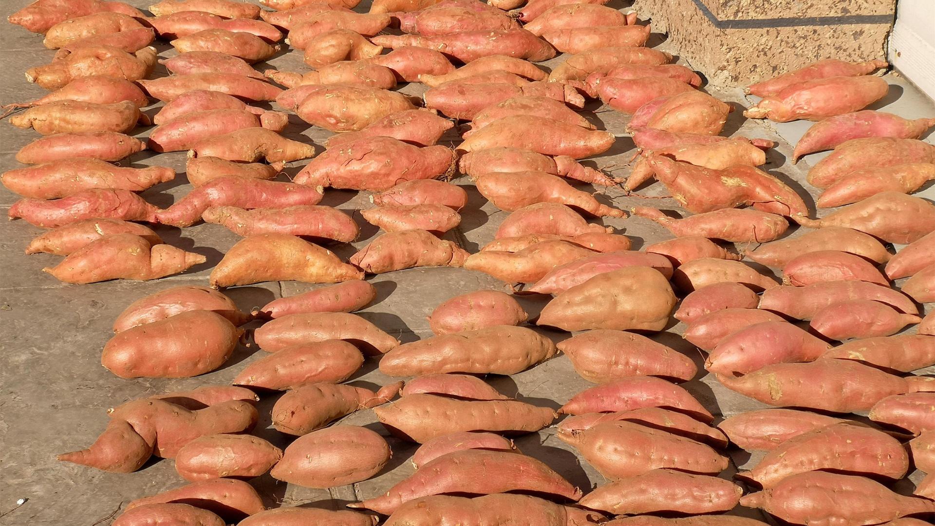 疾病|疫情反复，这4种廉价蔬菜多囤些，营养高耐保存，冬天不愁没菜吃！